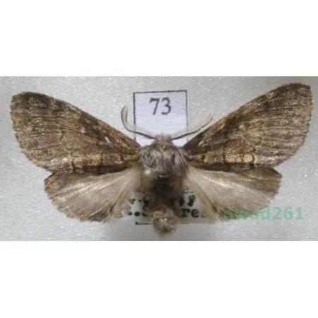 Gluphisia crenata (Esper, 1785) male Czech73